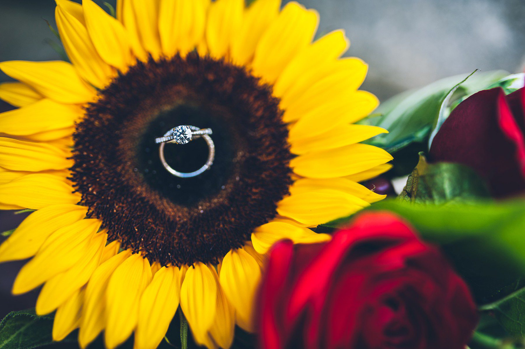 wedding ring shot on sunflower